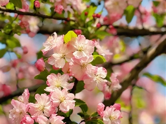 春天，一起賞花花花